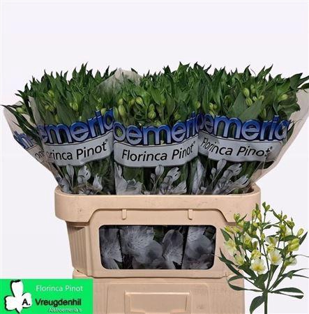 <h4>Alstroemeria Fl Pinot</h4>