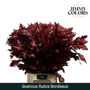 Quercus Rubra L80 Bordeaux