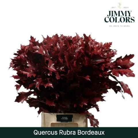 <h4>Quercus Rubra L80 Bordeaux</h4>