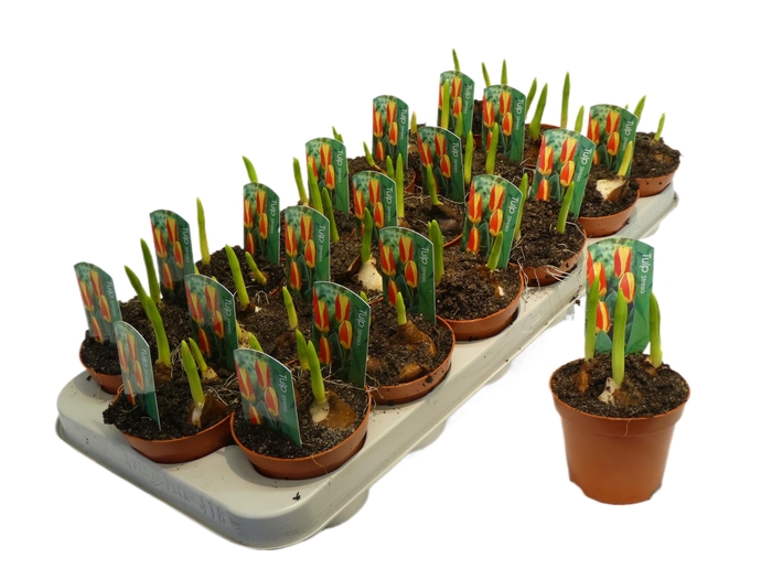 <h4>Tulp stresa rood/geel</h4>