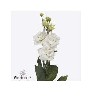 Lisianthus do alissa pure white