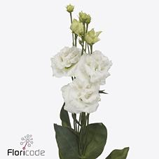 <h4>Lisianthus do alissa pure white</h4>