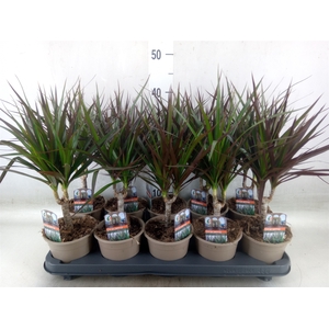 Dracaena marg. 'Magenta'