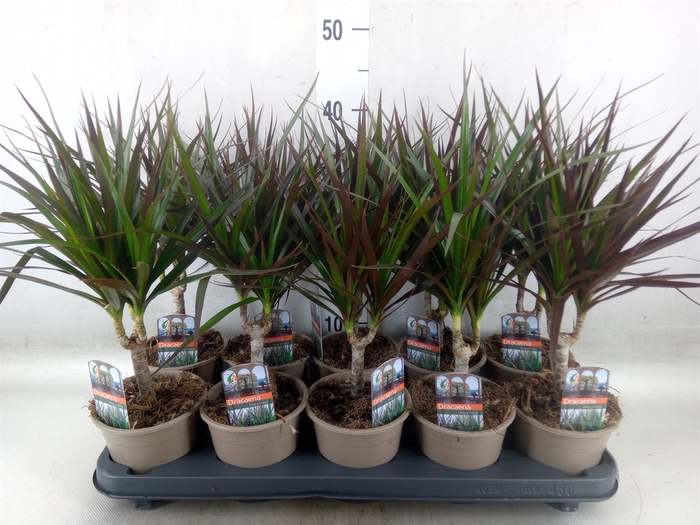 <h4>Dracaena marg. 'Magenta'</h4>