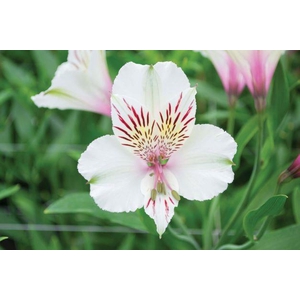 ALSTR PERFECTION WHITE