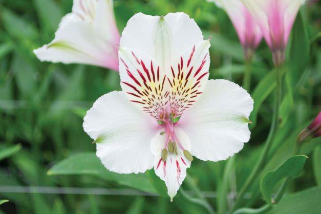 <h4>ALSTR PERFECTION WHITE</h4>