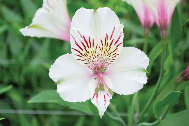 <h4>ALSTR PERFECTION WHITE</h4>