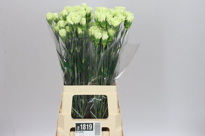 <h4>Di St Prado</h4>