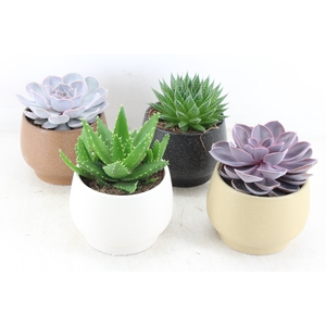 arr3 OV - Ker. pot Delhi Echeveria