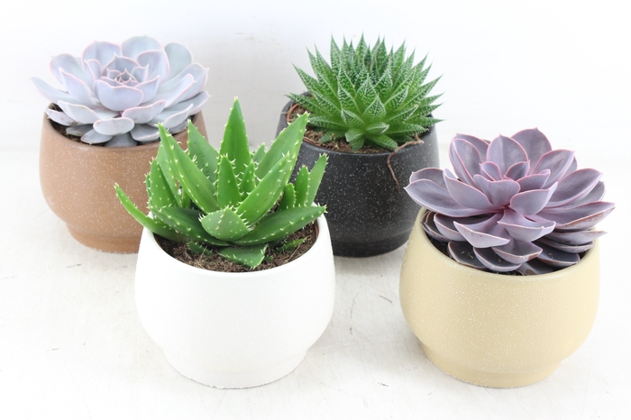 <h4>arr3 OV - Ker. pot Delhi Echeveria</h4>