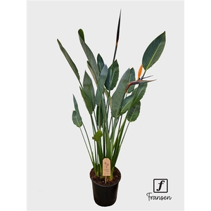 F Strelitzia Reginae (open bloem)