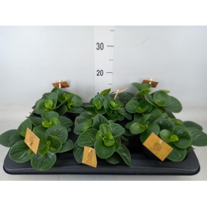Peperomia obt. 'Red Canyon'