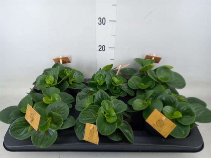 <h4>Peperomia obt. 'Red Canyon'</h4>