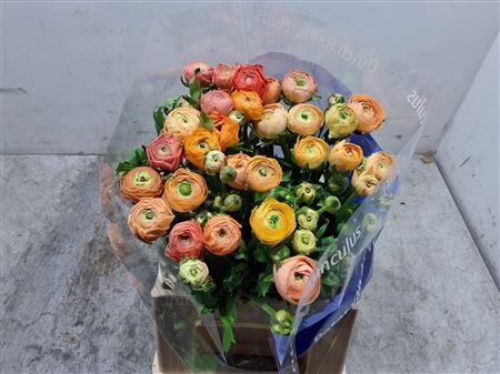 <h4>Ran Aazur Salmon</h4>