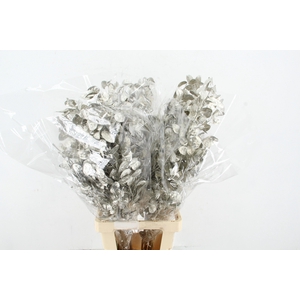 DF Lunaria Bs Platinum