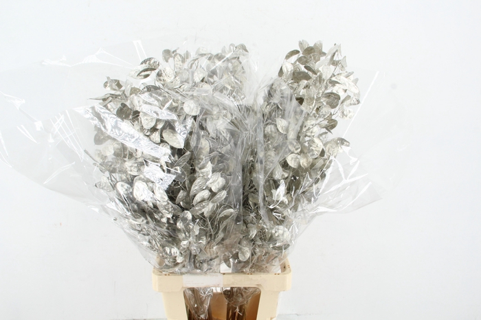 <h4>DF Lunaria Bs Platinum</h4>