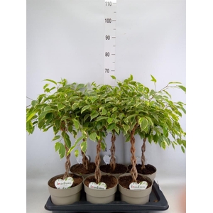 Ficus benja. 'Golden King'