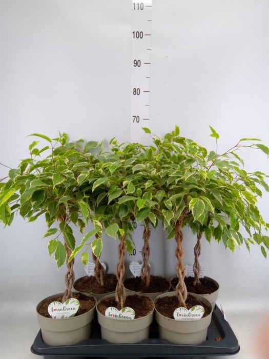 <h4>Ficus benja. 'Golden King'</h4>