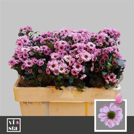 <h4>Chr S Yin Yang Pink</h4>