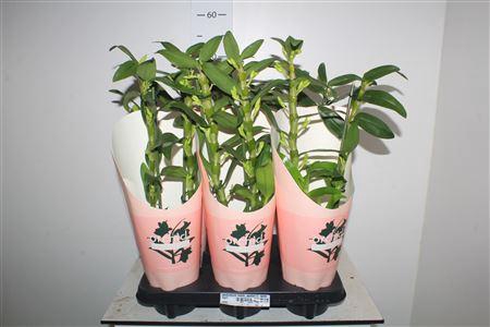 <h4>Dendrobium Nobile, Apollon 2-spike</h4>