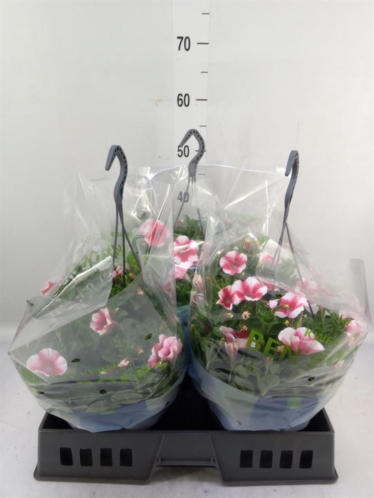 <h4>Petunia   ...</h4>