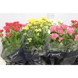 KALANCHOE DOBRADO P15