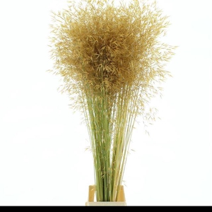 STIPA GIGANTEA