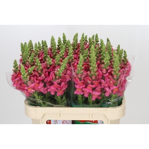 Antirrhinum Antibes Rose