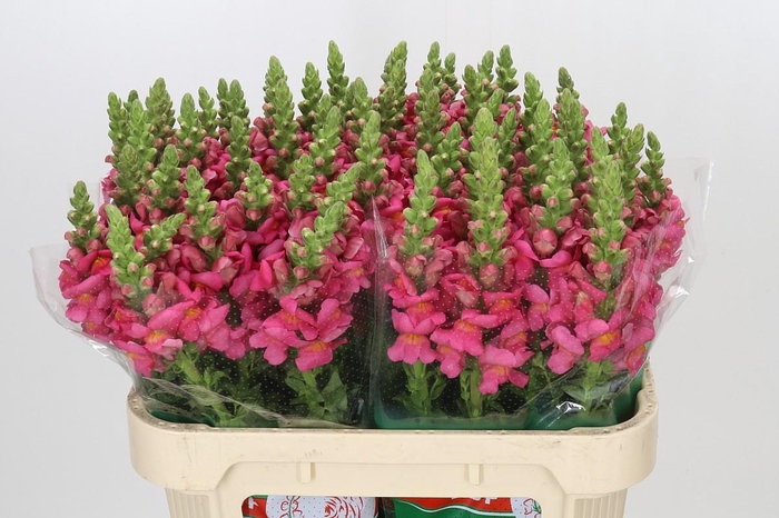 <h4>Antirrhinum Antibes Rose</h4>