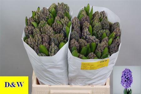 <h4>Hyac Minos (dw)</h4>