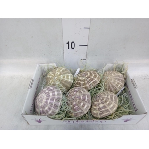 Tillandsia usneoides