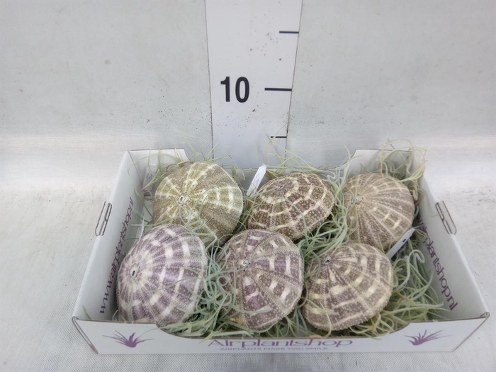 <h4>Tillandsia usneoides</h4>