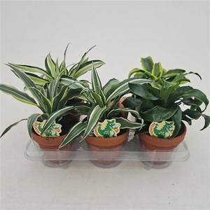 Dracaena overig gemengd