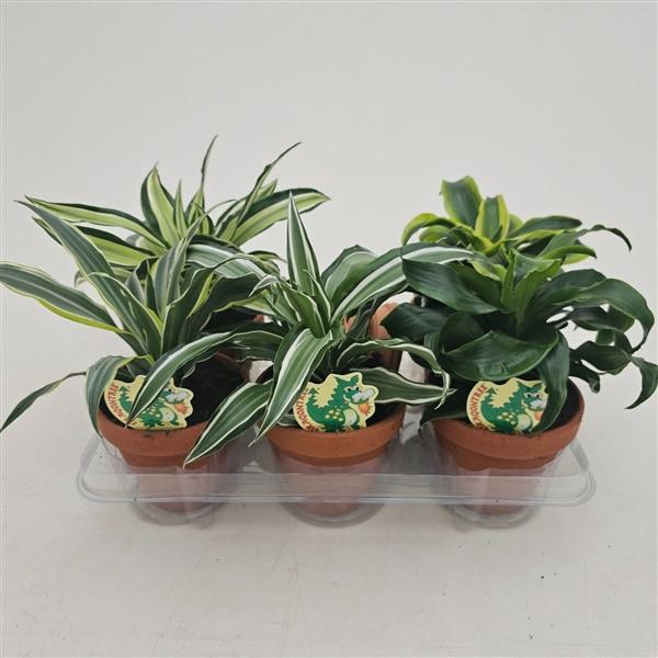 <h4>Dracaena overig gemengd</h4>