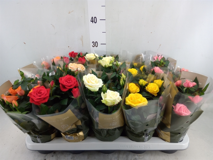 <h4>Rosa  'Kordana Grande'   ...mix</h4>