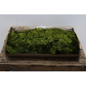 Reindeer Moss 500gr Green