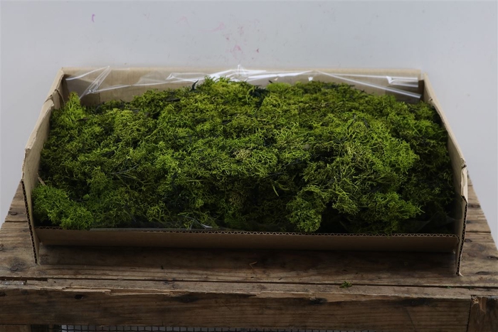 <h4>Reindeer Moss 500gr Green</h4>