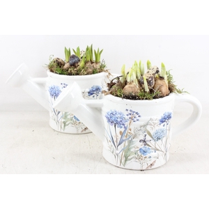 arr4 Bollenmix MB - Ker. gieter bleu flower x6