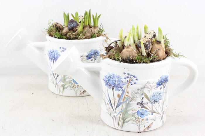 <h4>arr4 Bollenmix MB - Ker. gieter bleu flower x6</h4>