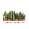 Sansevieria Luxe mix