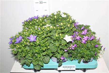 <h4>Camp Ov Gemengd</h4>