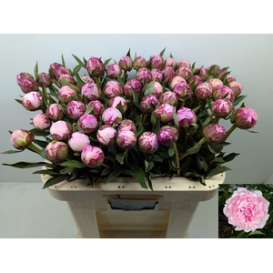 PAEO L SARA BERNHARD