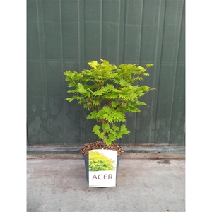 Acer Shir. Aureum