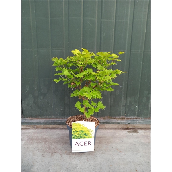 <h4>Acer Shir. Aureum</h4>