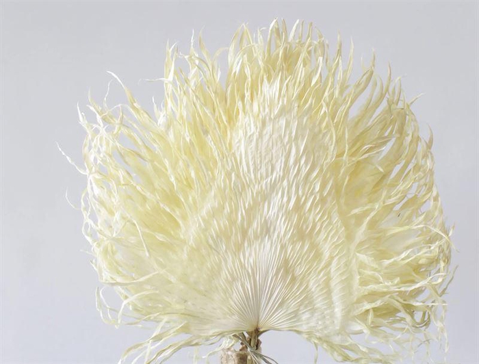 <h4>Anahaw leaves mini gebl. 5st.</h4>