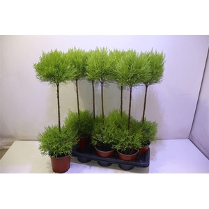 arr8 Cupr Ma Goldc Vormen