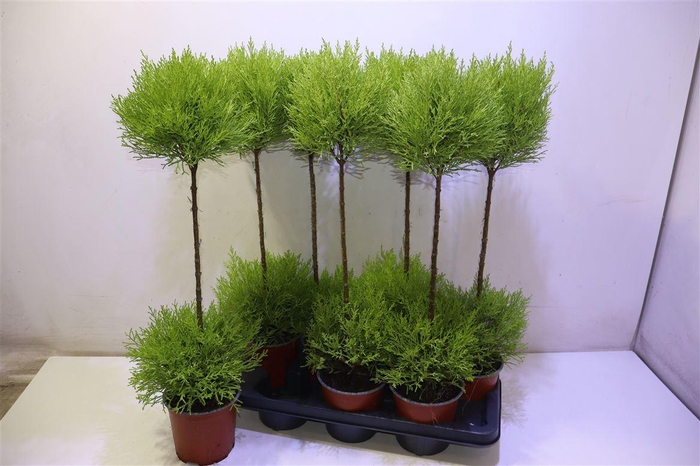 <h4>Cupr Ma Goldc Vormen</h4>