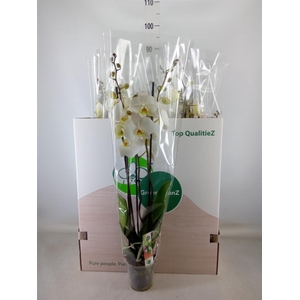 Phalaenopsis   ...white