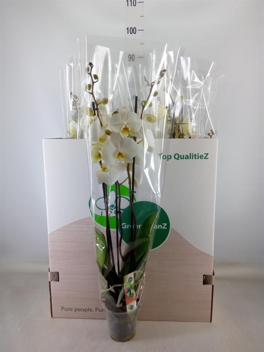 <h4>Phalaenopsis   ...white</h4>