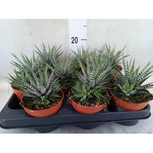 Haworthia fasciata 'Big Band'